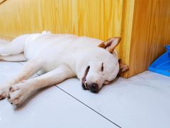 -柴源莊·柴小宠柴犬咖啡