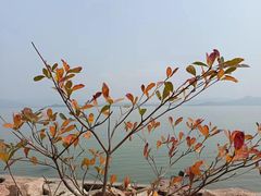 -深圳湾公园(南山区)