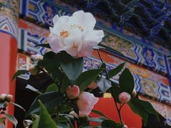 -开福禅寺