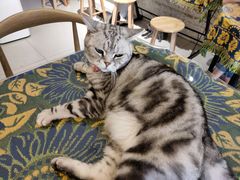 -平行世界·猫咖(首经贸店)