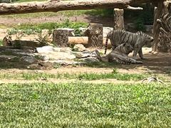 -北京野生动物园