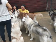 -TrueLove @ Neverland (Husky Cafe)