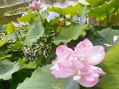 -陈家山荷花公园