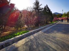 -北京鹫峰国家森林公园