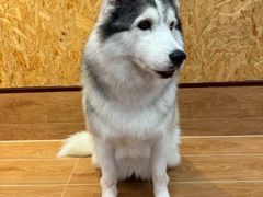 -和它·交个朋友·狗咖猫咖(爱琴海店)