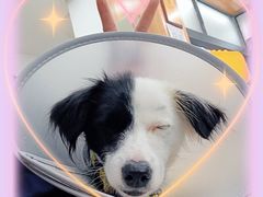 -爱侣宠医·鹦鹉专科·小型哺乳类·异宠专科(灵石路店)