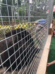 -萌宠亲子动物乐园(槐房万达店)