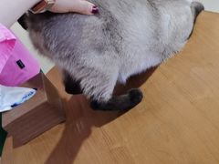 -藏猫猫咖啡主题馆(中央大道店)