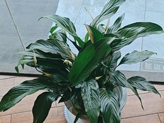 -天怡·鱼工厂(梅溪湖店)