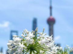 -上海港国际客运中心1号游艇码头