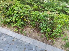 -长广溪湿地公园