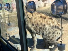 -鄂尔多斯野生动物园