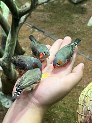 -Zoolung Zoolung动物主题公园(海信广场店)