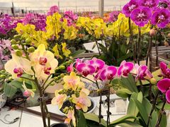 -龙大花卉苗木市场