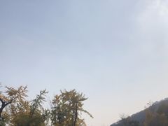 -千年银杏谷文化旅游区