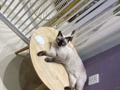 -藏猫猫咖啡主题馆(中央大道店)