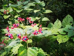 -兴福老面馆(寺路街店)