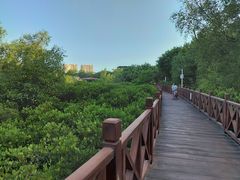 -大亚湾红树林城市湿地公园