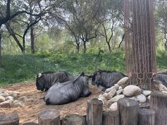 -北京野生动物园