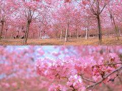 -天适樱花悠乐园