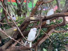 -广州长隆飞鸟乐园