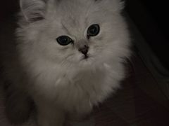 -宠颐生汉谟拉比宠物医院