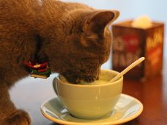 -共舞时光猫咖·狗咖(新街口店)