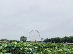 -白洋淀景区