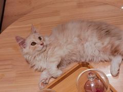 -猫腻·猫咖·撸猫馆(星光大道店)