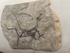 -辽宁古生物博物馆