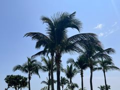 -野狸岛