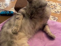 -猫猫幼稚园·撸猫·桌游·电玩