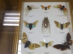 -上海大自然野生昆虫馆(东方明珠·爬宠昆虫探索中心)