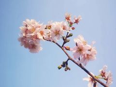 -王借岗森林公园