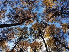 -硗碛藏寨·神木垒景区