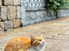 -龙华寺