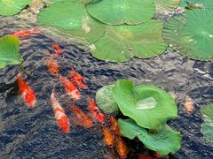 -昆山城市生态森林公园