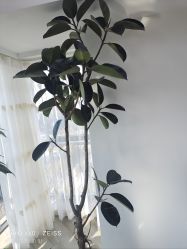 -HEYAN荷妍专业脱毛连锁机构