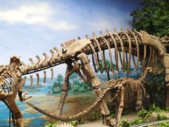 -延庆地质公园博物馆