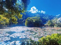 -野象谷景区