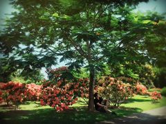 -中国科学院西双版纳热带植物园