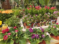 -南宫五洲植物乐园