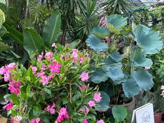 -自由生长植物工作室(深港花卉中心店)