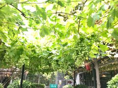 -石羊农庄