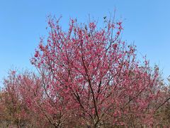 -天适樱花悠乐园
