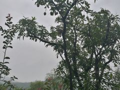 -美的鹭湖森林度假区
