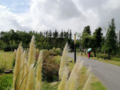 -上海长兴岛郊野公园