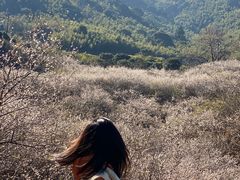 -广州市流溪河国家森林公园
