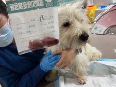 -谐和贝康宠物医院24小时·宠保定点(急重症转诊中心)