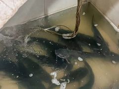 -九寨沟石锅鱼(沣峪口二十年店)